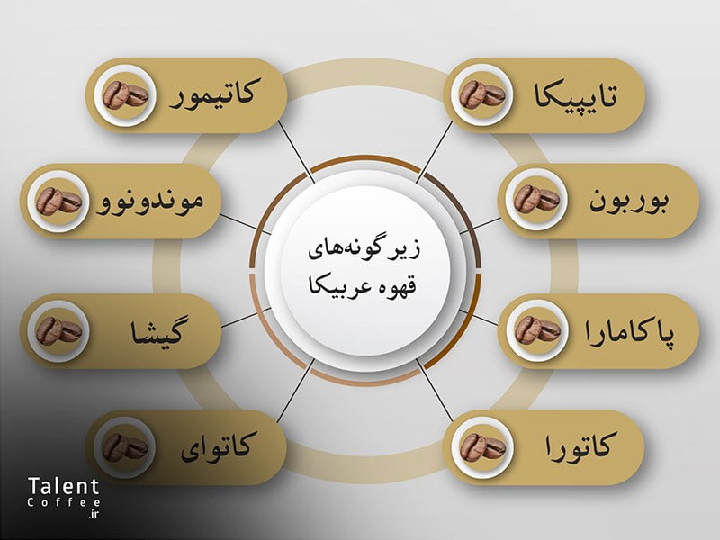 انواع گونه‌های قهوه عربیکا