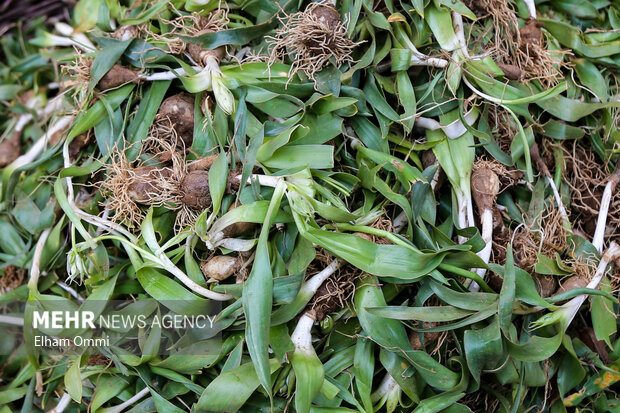 بهارِ سبز بیجار؛ روایت رویش دوباره طبیعت و بازگشت مردم به دامنه‌ها