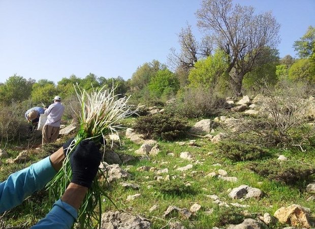 بهارِ سبز بیجار؛ روایت رویش دوباره طبیعت و بازگشت مردم به دامنه‌ها