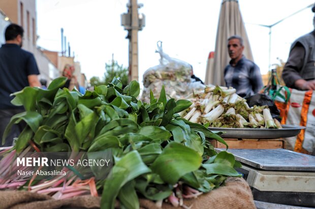 بهارِ سبز بیجار؛ روایت رویش دوباره طبیعت و بازگشت مردم به دامنه‌ها