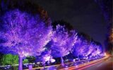 نورهای نوروزی خواب درختان بلوار کشاورز را گرفت