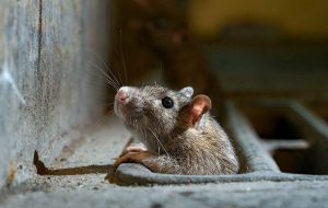 فرسودگی مناطق از دلایل افزایش موش‌ها در پایتخت