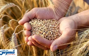 تاخیر در پرداخت گندمکاران؛ دولت خبر خوش می‌دهد!