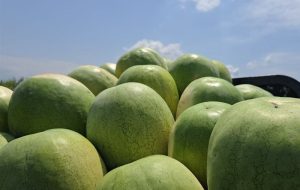 252 هزار تن هندوانه تازه برای تنظیم بازار شب یلدا عرضه می‌شود