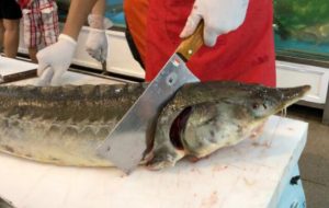 آقاپور کاظمی: خاویار مازندران روانه ازبکستان می‌شود