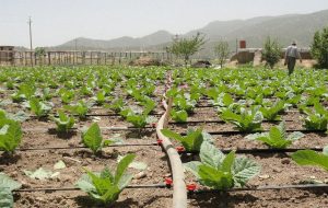 ایلام؛ از سنت تا فناوری و بازنگری در الگوی کشت