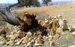 برخورد قاطع قضایی با قطعکنندگان غیرمجاز درختان در بندپی بابل برخورد قاطع قضایی با قطعکنندگان غیرمجاز درختان در بندپی بابل