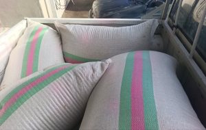 توزیع بذرهای بومی و مقاوم برای احیای منابع طبیعی کرمانشاه توزیع بذرهای بومی و مقاوم برای احیای منابع طبیعی کرمانشاه