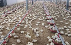 جوجه‌ریزی در واحدهای مرغ گوشتی لرستان ۱۵ درصد افزایش یافت