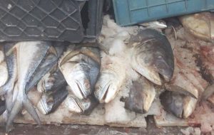 حمزه‌لوییان: یک هزار و ۱۰۰کیلوگرم گوشت ماهی غیر بهداشتی در اراک کشف شد