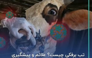 خسارت تب برفکی دامدارانی که بیمه باشند پرداخت میشود خسارت تب برفکی دامدارانی که بیمه باشند پرداخت میشود