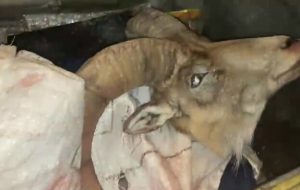 دستگیری شکارچیان غیرمجاز در منطقه شاهوار شاهرود دستگیری شکارچیان غیرمجاز در منطقه شاهوار شاهرود