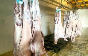 رئیس دامپزشکی کنگان: تأمین گوشت از کشتارگاه‌های مجاز انجام می‌شود