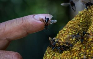 زنبورهای بی‌نیش نخستین حشرات صاحب حق و حقوق در جهان شدند!