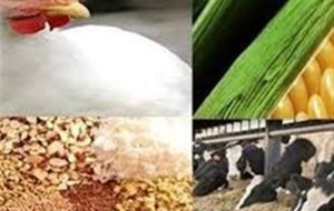سهمیه دی نهادهها به زودی در بازارگاه بارگذاری میشود سهمیه دی نهادهها به زودی در بازارگاه بارگذاری میشود