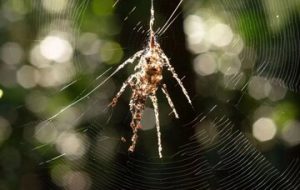 عنکبوت واقعی کدام است؟ / پاسخ شما را شگفت‌زده می‌کند