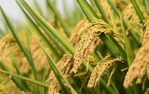 هسته‌ای در کشاورزی ــ 66 | «برنج‌های معطر» با فناوری هسته‌ای