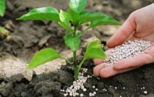 هسته‌ای در کشاورزی ــ 69 |کاربرد فناوری هسته‌ای در بهینه‌سازی مصرف کود کشاورزی