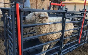 پیش بینی بازار ۸۴میلیارد دلاری تجهیزات دامپروری تا ۲۰۳۲