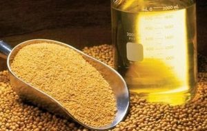 پیش بینی تولید 400 هزار تن دانه‌های روغنی