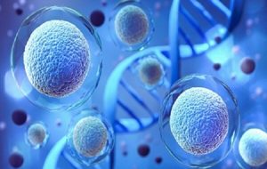 کشف ژنی که اندازه سلول‌های بدن را تنظیم می‌کند