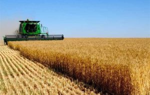 انتقال تولید گندم به اراضی دیم  تا 5 سال آینده