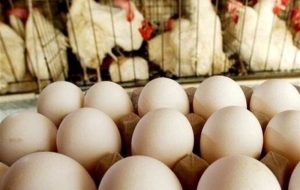 صادرات تخم مرغ از سرگرفته شد