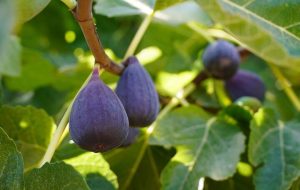 صادرات جهانی انجیر از ۸۶۱ میلیون دلار عبور کرد؛ کاهش ۵۸درصدی صادرات انجیر ایران