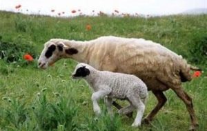 هسته‌ای در کشاورزی ــ 73 | کاربرد هسته‌ای در کنترل انگل‌های گوسفند