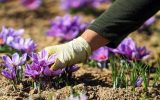 هیچ تغییری در زعفران کاری کشور نسبت به ۵۰ سال گذشته رخ نداد؛ ضرورت کشت مکانیزه طلای سرخ