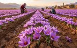 طلای سرخ ایران؛ از پیشینه تاریخی تا نوسانات عجیب قیمت در بازار طلای سرخ ایران؛ از پیشینه تاریخی تا نوسانات عجیب قیمت در بازار