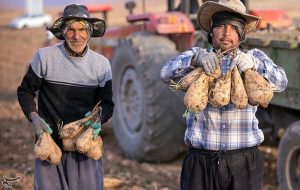 40 درصد صرفه‌جویی آب در تولید چغندر قند با کشت پاییزه