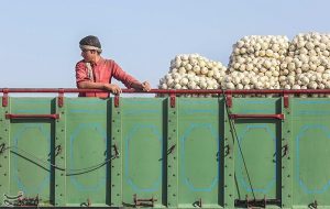 اعلام نرخ رسمی خرید تضمینی سیب‌زمینی و پیاز