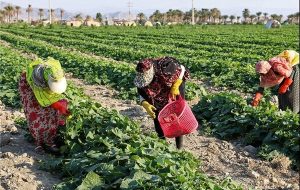 اقتصاد مقاوم روستاها با پیوند دانش و میدان تقویت می‌شود