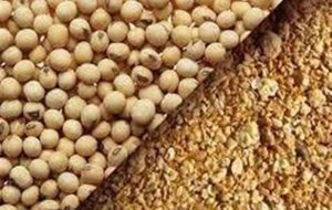 به‌روزرسانی قیمت کنجاله سویا و توقف ثبت سفارش‌های زمستانی