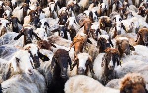 تزریق 50 هزار میلیارد تومان برای تامین نقدینگی صنعت دام و طیور