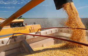 تصمیم جنجالی دولت/ آزمایش مجدد واردات دامی حذف شد