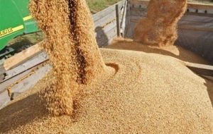 ثبت سفارش ذرت دامی و جو ‎آغاز شد