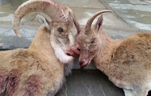 دستگیری شکارچیان غیرمجاز و کشف ۱۰ لاشه گراز وحشی در دماوند