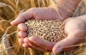 نرخ خرید تضمینی گندم به فوریت اصلاح می‌شود