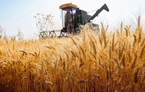 نرخ خرید تضمینی گندم بیش از ۴۰ هزار تومان خواهد بود