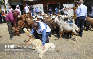 نظارت‌های ویژه دامپزشکی در چهارمحال و بختیاری همزمان با رمضان و نوروز
