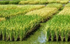 هسته‌ای در کشاورزی ــ 83| کنترل کرم ساقه‌خوار برنج