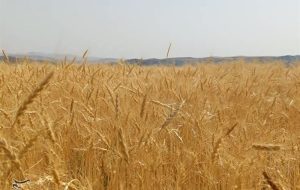 پیشنهاد گندم 52هزارتومانی به دولت