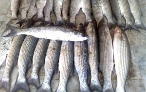 کفال با سهم 70 درصدی، گونه غالب صید در خزر شد