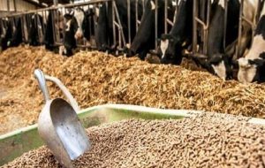 یک سوال از دولت| افزایش تولید نهاده‌ دام چاره ندارد؟