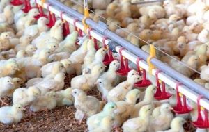 150 میلیون قطعه جوجه ریزی انجام شد