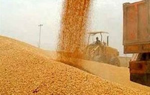 120 هزار تن گندم خرید تضمینی شد/ قیمت 48.5 هزار تومان