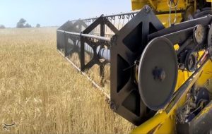 آغاز برداشت گندم در 6 استان کشور