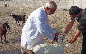 آغاز واکسیناسیون رایگان دام در سنندج آغاز واکسیناسیون رایگان دام در سنندج